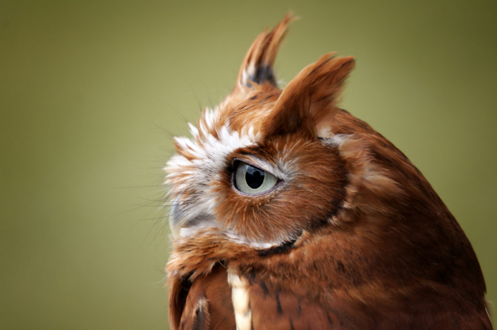 Injured Screech Owl